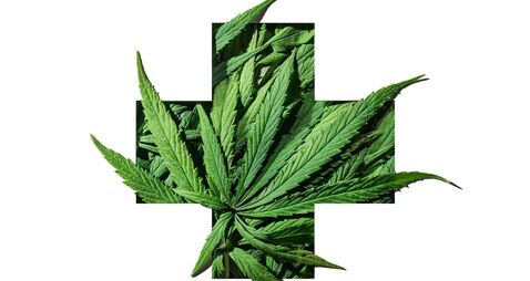 Cannabis green leaves in medical plus sign emblem frame on white background.