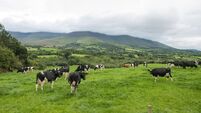 Herd of Friesian cattle