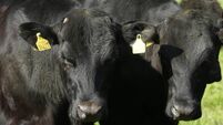 PGI application process begins for Certified Irish Angus Beef