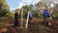 From 30,000 acorns to mighty oaks — with luck and a little help