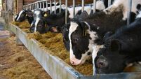 Cattle feeding from a metal trough