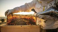 beekeepers in white protective suit holding bees and beeswax in wooden frame
