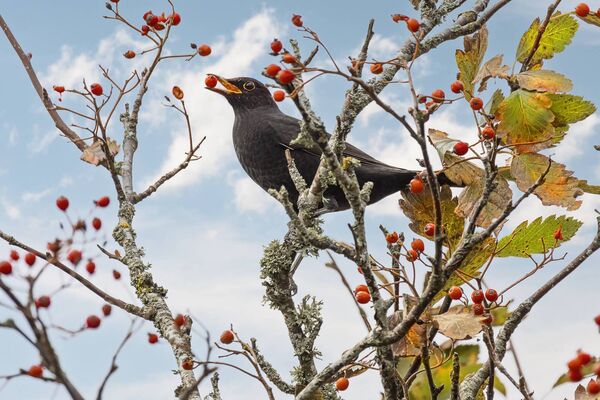 Berried plants in our gardens help to sustain birds and small mammals, says Peter Dowdall. File picture Berried plants in our gardens help to sustain birds and small mammals, says Peter Dowdall. File picture