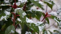 fresh snowflakes on green leaves of a Portuguese laurel bush