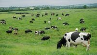 Freisian daisy cows