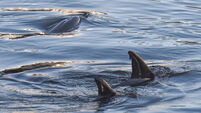 Watch: Four juvenile dolphins swimming in the River Lee