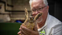 Turtle washed up along Kerry coast recuperates in Ireland ahead of transfer to Portugal 