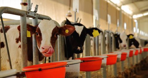 Cow eating in a milk production farm