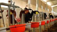 Cow eating in a milk production farm