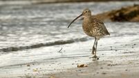 Curlew (Numenius arquata)