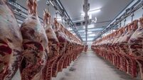 Meat industry,meats hanging in the cold store. Cattles cut and hanged on hook in a slaughterhouse. Halal cutting.