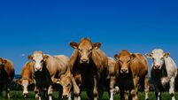 Irish Grass-fed Beef PGI gets Commission's seal of approval