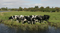 Cruises on the Shannon