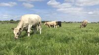 New location for Teagasc's Newford herd