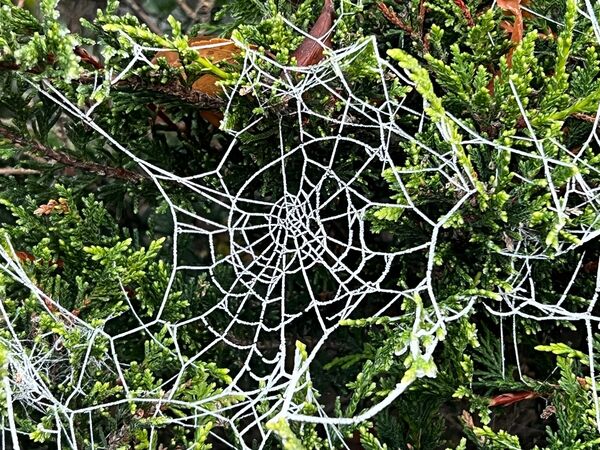 Spiders webs covered in snow in Portarlington Co Laois. File Picture: Collins Photos Spiders webs covered in snow in Portarlington Co Laois. File Picture: Collins Photos