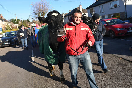 Dairy farmers Donal Sweeney and Nigel Bryan lead two cows on the march through Carrigaline. Picture: Larry Cummins Dairy farmers Donal Sweeney and Nigel Bryan lead two cows on the march through Carrigaline. Picture: Larry Cummins