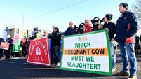 Farmers protest in Cork as they seek flexibility only weeks before new nitrates rules