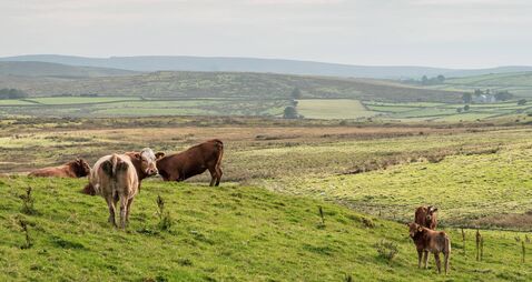 Cows standing in a field with beautiful green scenic landscape