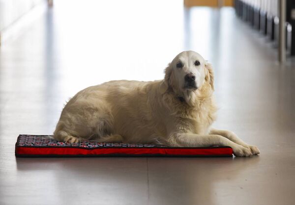 SANTA PAWS Travel bed, DogDry, €95 SANTA PAWS Travel bed, DogDry, €95
